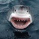 A great white shark is one of the deadliest creatures in the ocean.