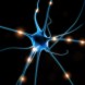 The broken neuron theory has become popular in Autism research