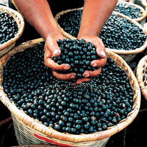 Acai Berry is just a healthy fruit that comes in bushels